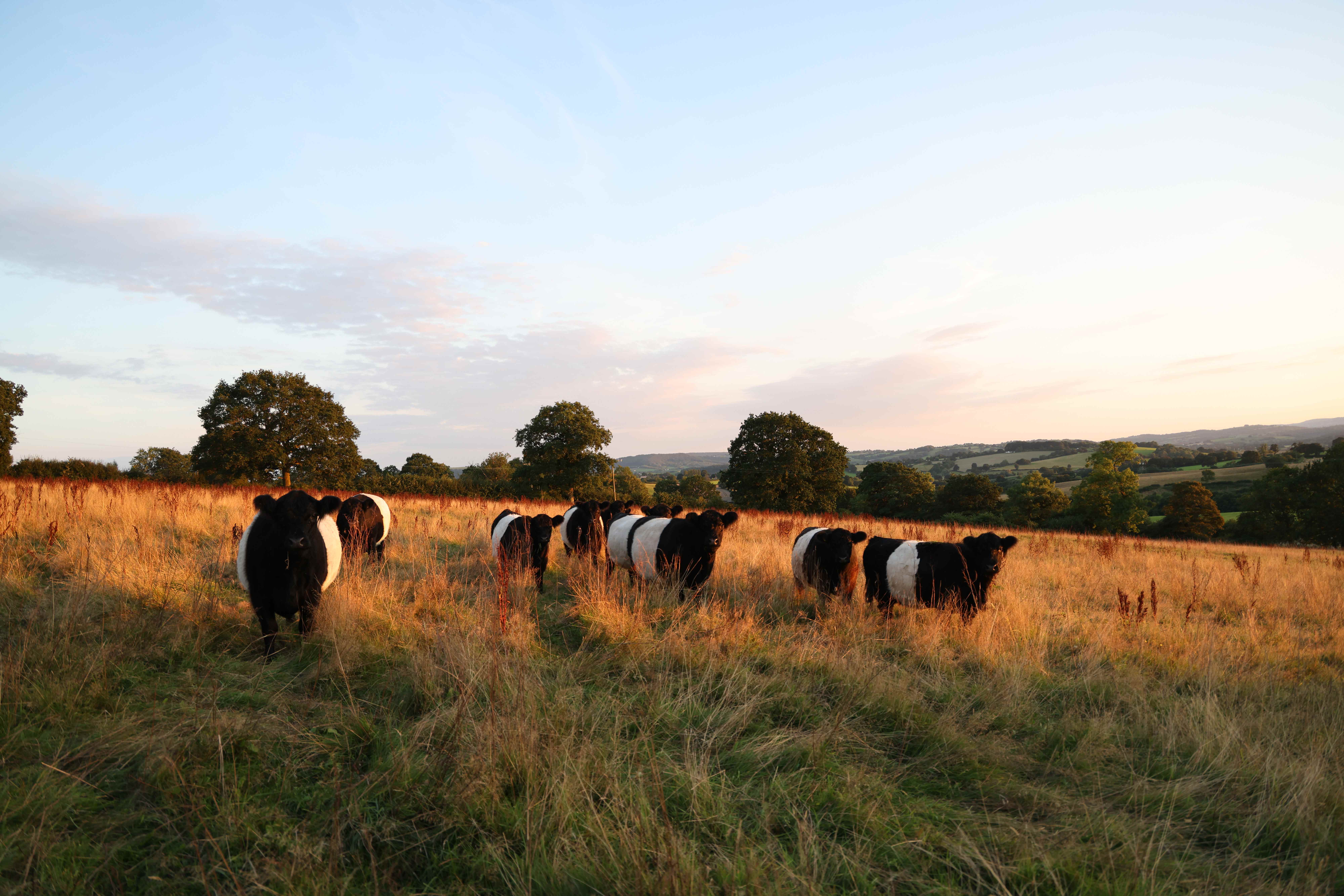 Belted Galloway herd walking in line through golden grass at sunset at The Llanlawrence Project