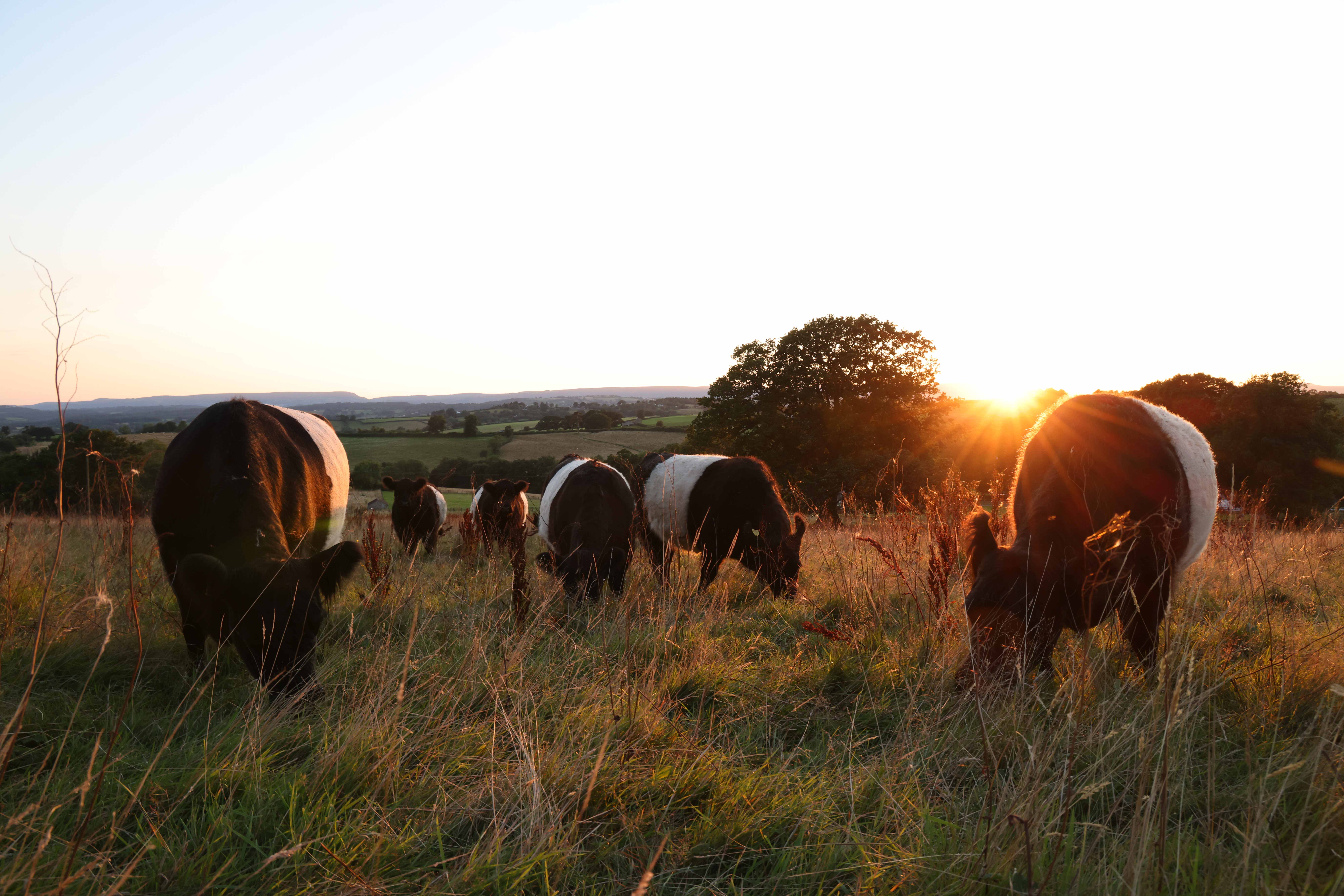Belted Galloway cattle grazing across the The Llanlawrence Project landscape at sunset