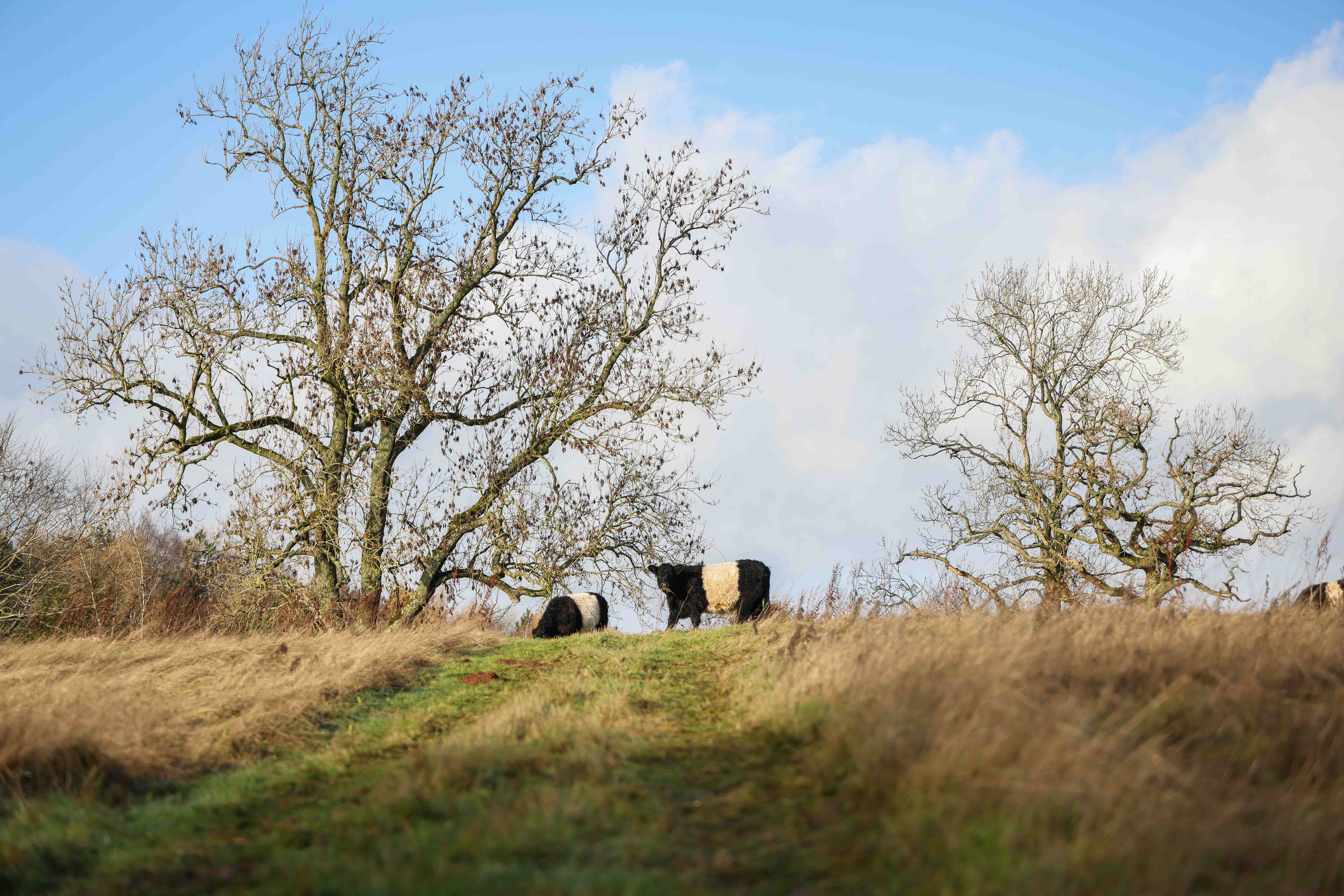 Belted Galloway cattle grazing on a hilltop with bare winter trees at The Llanlawrence Project